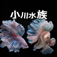 小川水族婚纱鱼抖音达人头像