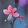 Hera绿植花卉抖音达人头像