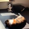 转转梦梦猫meme抖音达人头像