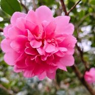 一花一悟抖音达人头像