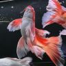小琪蝴蝶鲤水族抖音达人头像