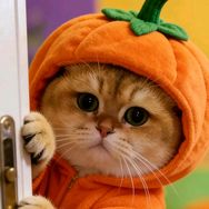 叉烧包是只猫抖音达人头像