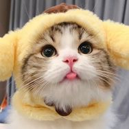 家有胖虎😼抖音达人头像