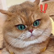 元宝话很多抖音达人头像