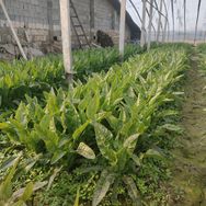 平价种植大棚基地抖音达人头像