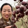 新疆红枣西施（银银）抖音达人头像