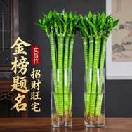 绿竹富贵竹基地抖音达人头像