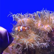 開心水族馆抖音达人头像