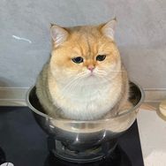 华子社长抖音达人头像