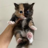 菩提猫抖音达人头像