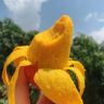 海南金煌芒🥭【产地直发】抖音号头像