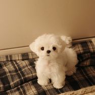 小马papa抖音达人头像