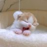 独生子的日常抖音达人头像