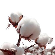 新疆棉花被产地直发抖音号头像