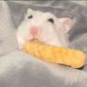 普通🐹抖音达人头像