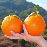 春见耙耙柑🍊真好吃抖音号头像