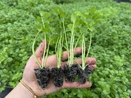 润芽种苗基地抖音达人头像
