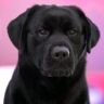 小美之家犬舍直播号抖音达人头像