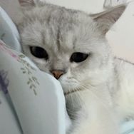 来一口寿司🍣抖音达人头像