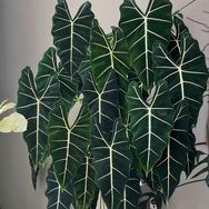 春筱绿植抖音达人头像