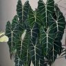 春筱绿植抖音达人头像
