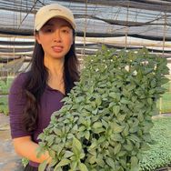 四季种苗优选抖音号头像