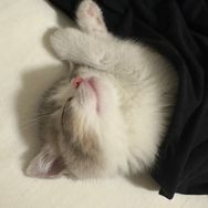 肉松小贝🐱抖音达人头像