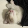 肉松小贝🐱抖音达人头像