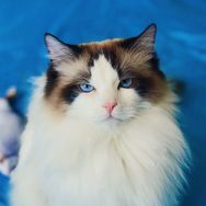 猫不理猫咖抖音达人头像