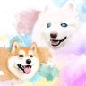 星空眼萨摩萌萌抖音达人头像