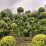 久久绿植甄选抖音达人头像