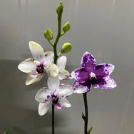 沭阳县艮江花卉抖音达人头像