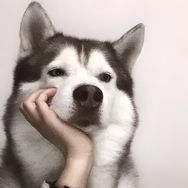 无崽抖音达人头像