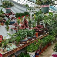 绿植抖音号头像