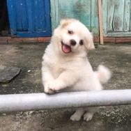 金猪看剧抖音达人头像
