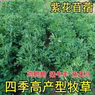 嘉诚种业个体店抖音号头像