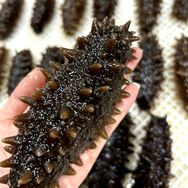 晓丹家海参抖音号头像