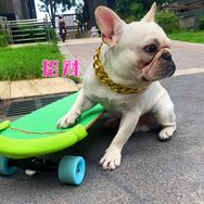 手插兜（种养训）抖音达人头像