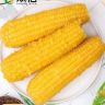 糯玉米🌽抖音达人头像