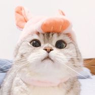 猛猪猪和臭娜娜抖音达人头像