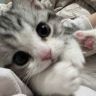 坦克一斤半🐱抖音达人头像