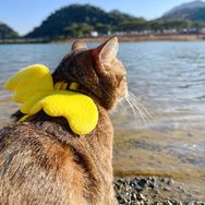 党参是只小猫咪抖音达人头像