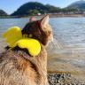 党参是只小猫咪抖音达人头像