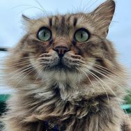 明仔团队（给流浪猫找家）抖音达人头像