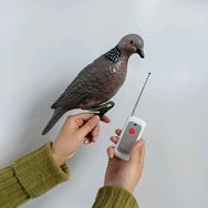 斑鸠模型抖音达人头像
