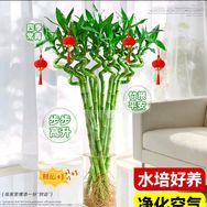 转运竹基地步步高升抖音达人头像