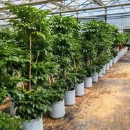 明森绿植花卉抖音达人头像