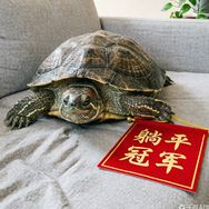 龟星小趴菜抖音达人头像