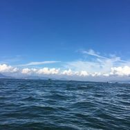 静若繁花紫烟柳抖音号头像