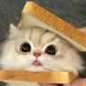 小猫来电抖音达人头像